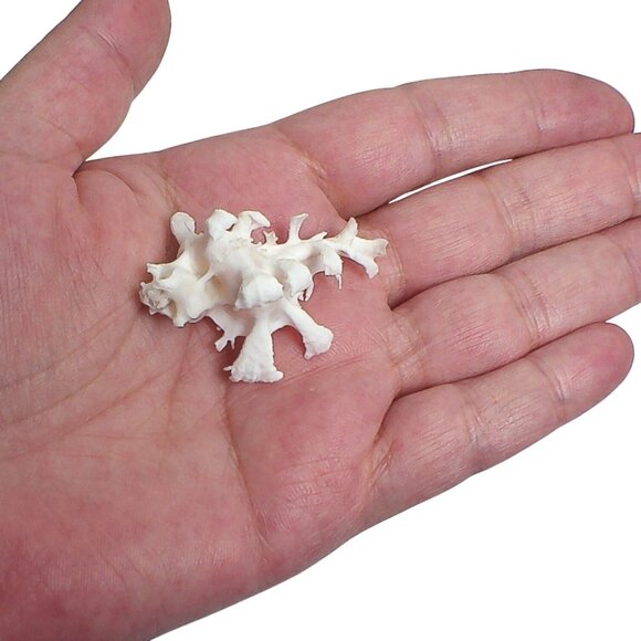 Rare Murex Zamboi Burch Coral Shell Specimen From Mactan Island Cebu GEM - Picture 3 of 5